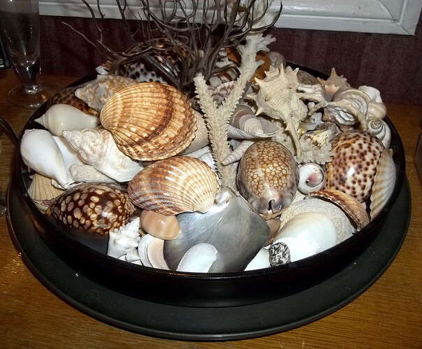 coquillage (4)