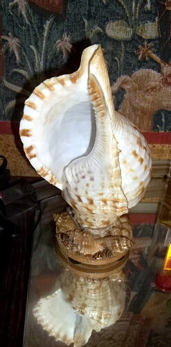 coquillage (7)