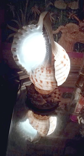 coquillage (6)