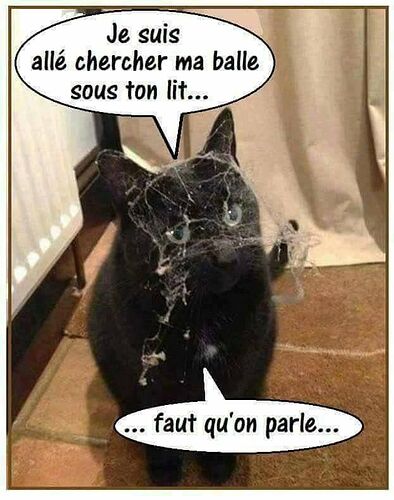 la-balle-du-chat-sous-le-lit