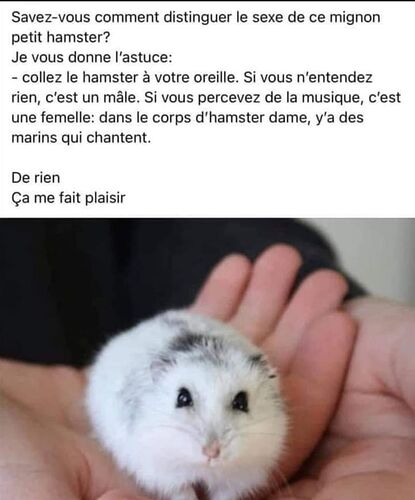 hamster