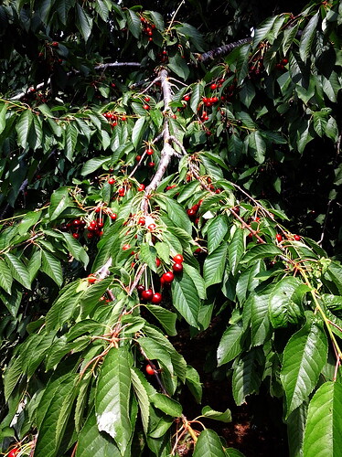 cerisier_JP_2