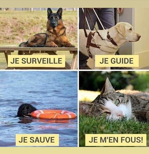 chien-ou-chat-que-choisir