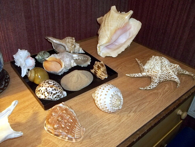 coquillage (2)