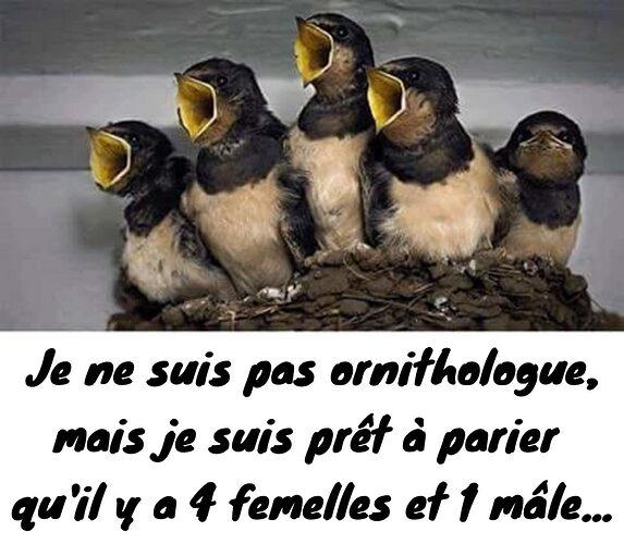 le-sexe-des-oisillons-1536x1340