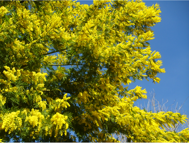 Mimosa%204