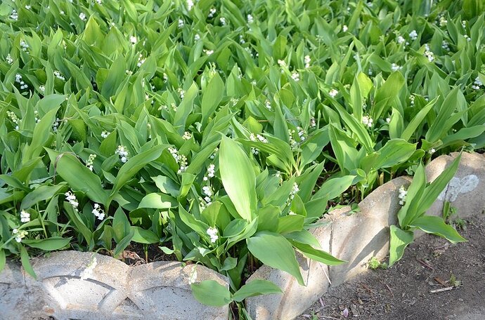 1er mai Muguet du jardin