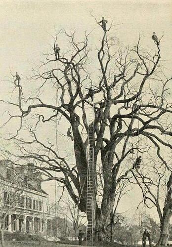 Extreme-tree-pruning-crew-from-the-late-1800s.