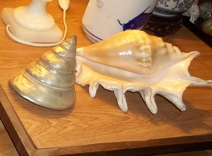 coquillage (8)
