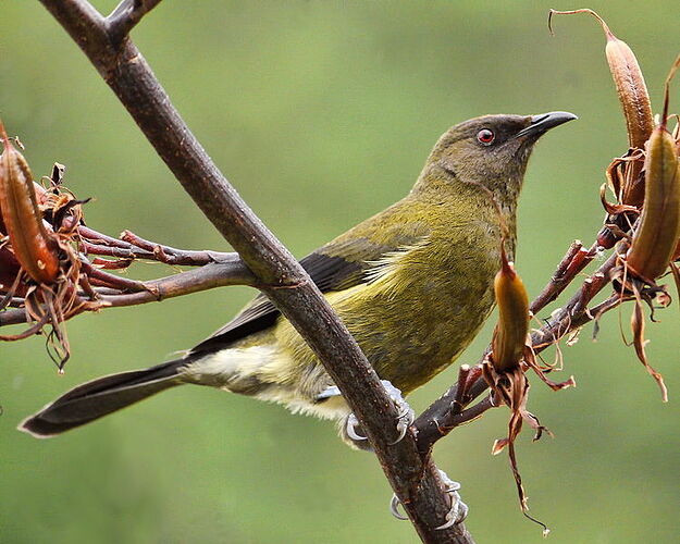 New_Zealand-Bellbird