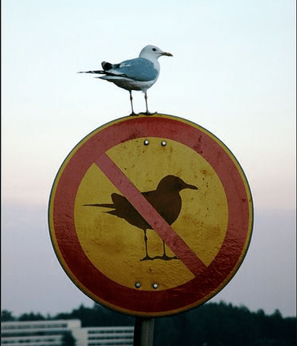 mouette