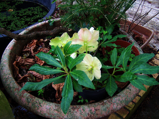 hellebore