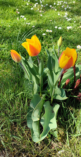 Les tulipes