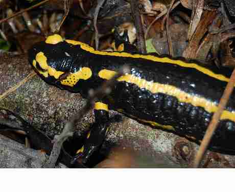 salamandre