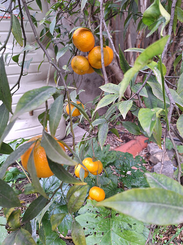 Mandarines 2