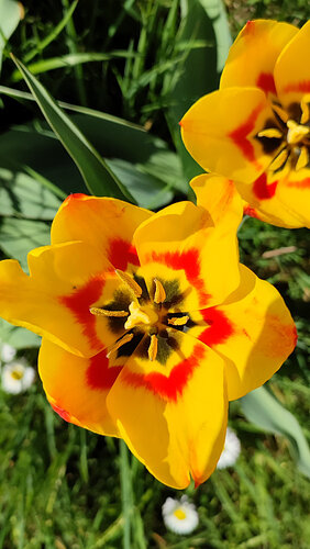 Les tulipes de près