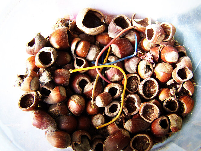 intermonde_noisettes