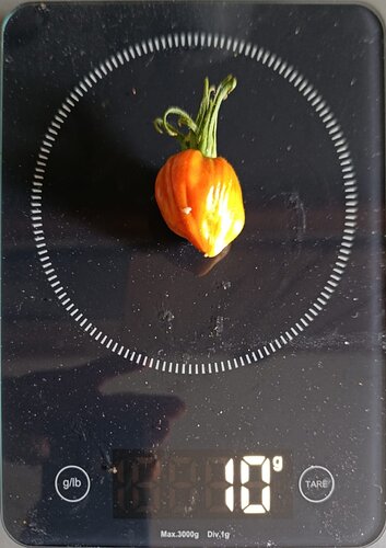 tomate