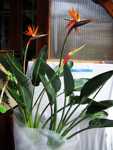 strelitzia