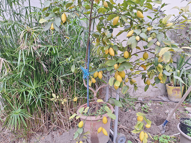 Citronnier