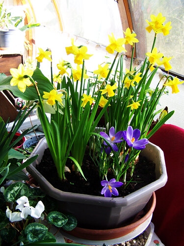jonquilles_crocus