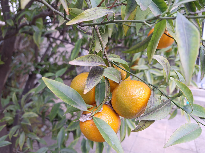 Mandarines
