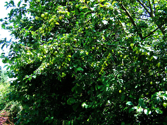 prunes_1