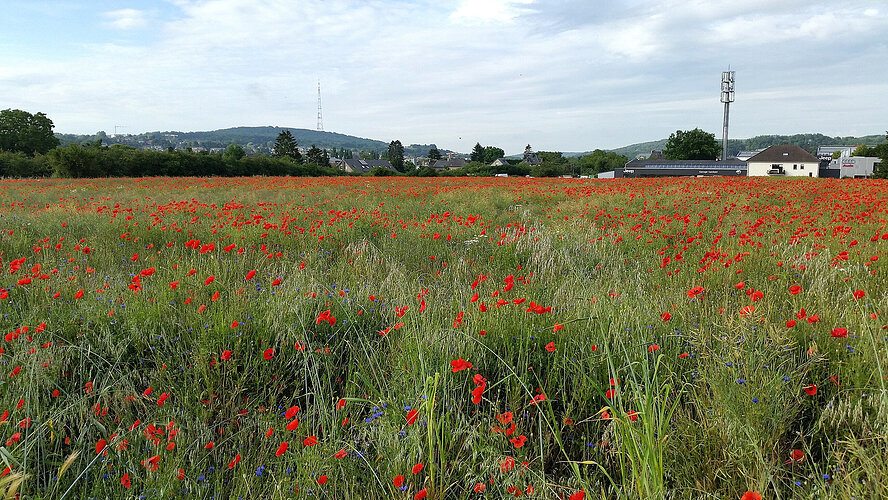 DUDELANGE