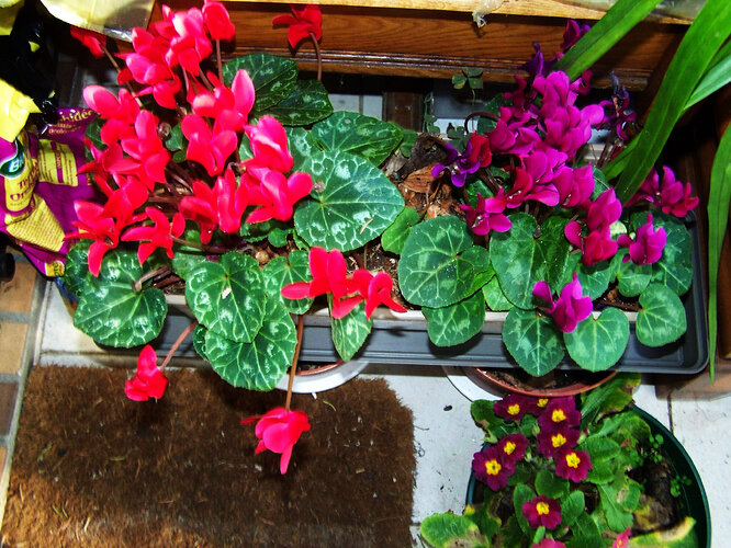 cyclamens_rose_mauve