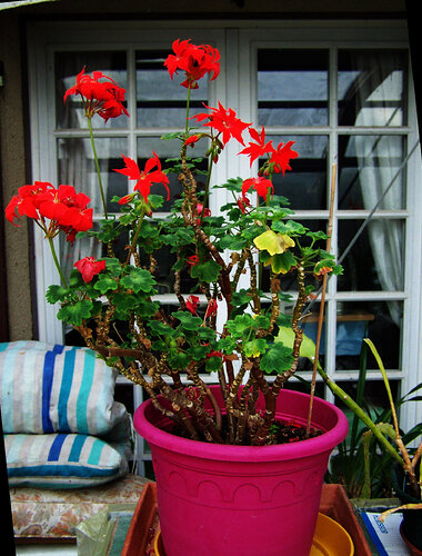 geraniums_2