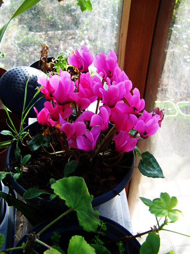 cyclamen_rose