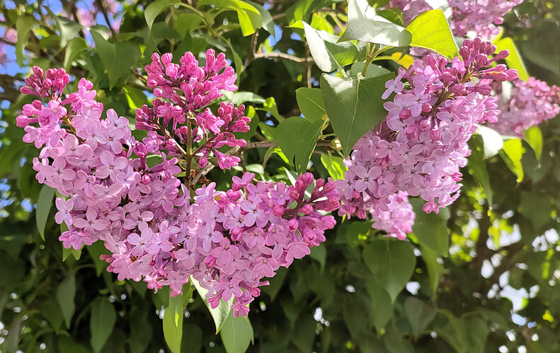 La fleur du lila