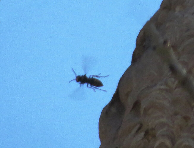 Frelon 2