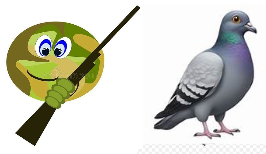 chasse au pigeon