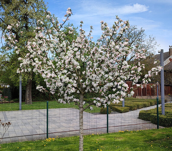 Pommier Mirko - Avril 2026