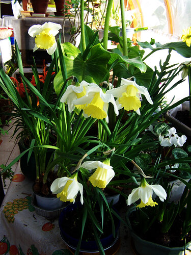 narcisses_trompette