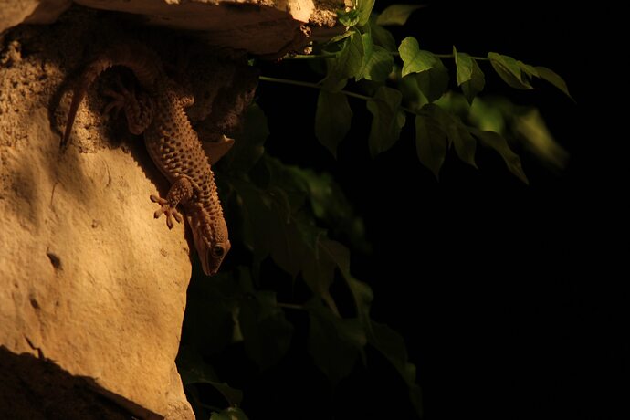 gecko