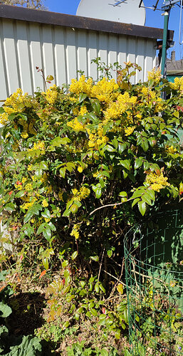 Le buisson