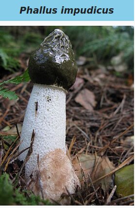 Phallus impudicus
