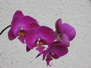 Photos 2005 2006 129 [320x200].jpg