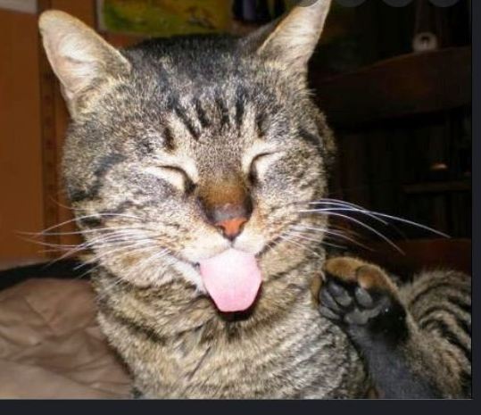 Donner sa langue au chat