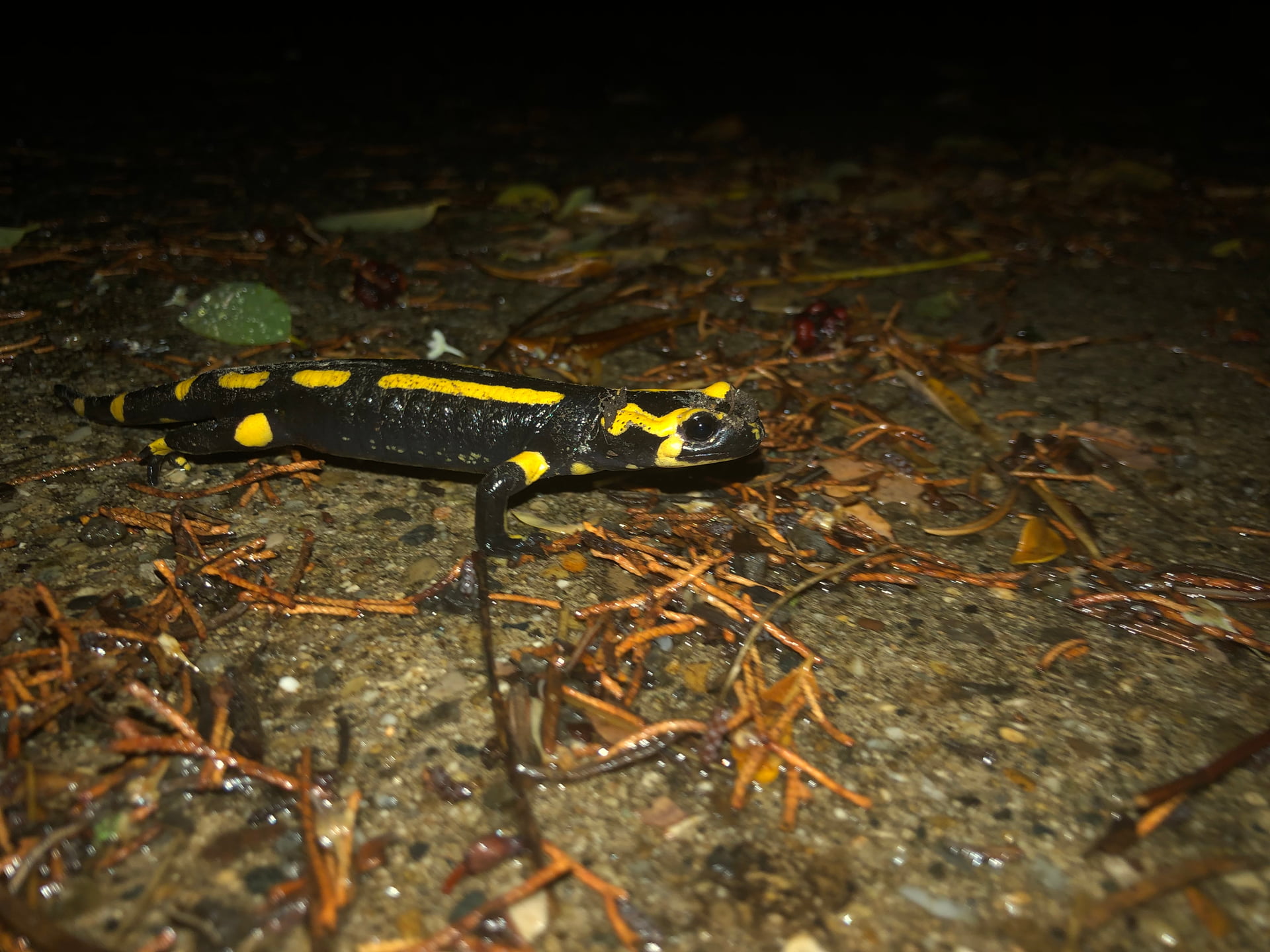 La salamandre tachetée, un amphibien mauvais nageur