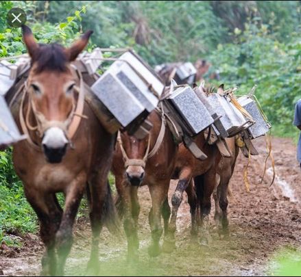 Caravanne de mules