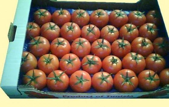 cartons-pour-tomates.jpg