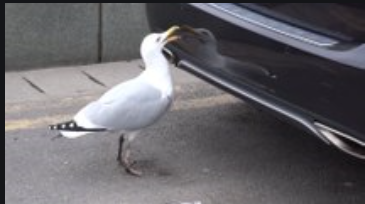 mouette 2