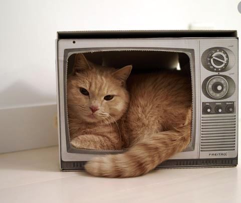 Télé à chat