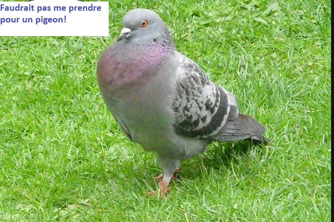 Pigeon