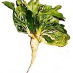 salade6_1